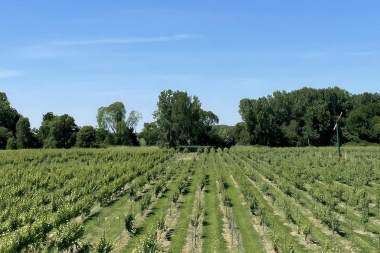 Essex County Wineries